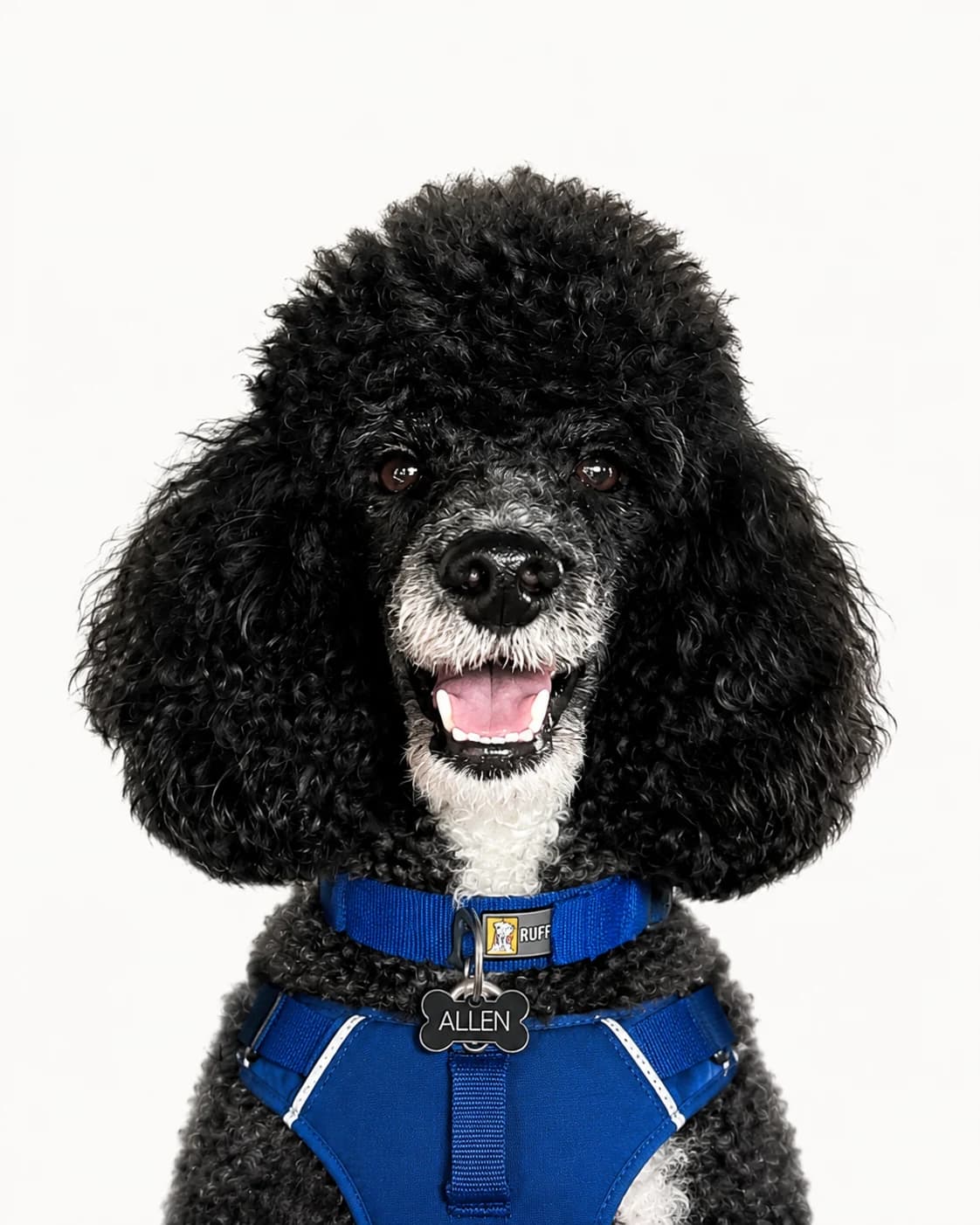 Hugo, Chief Morale Officer & Mascot